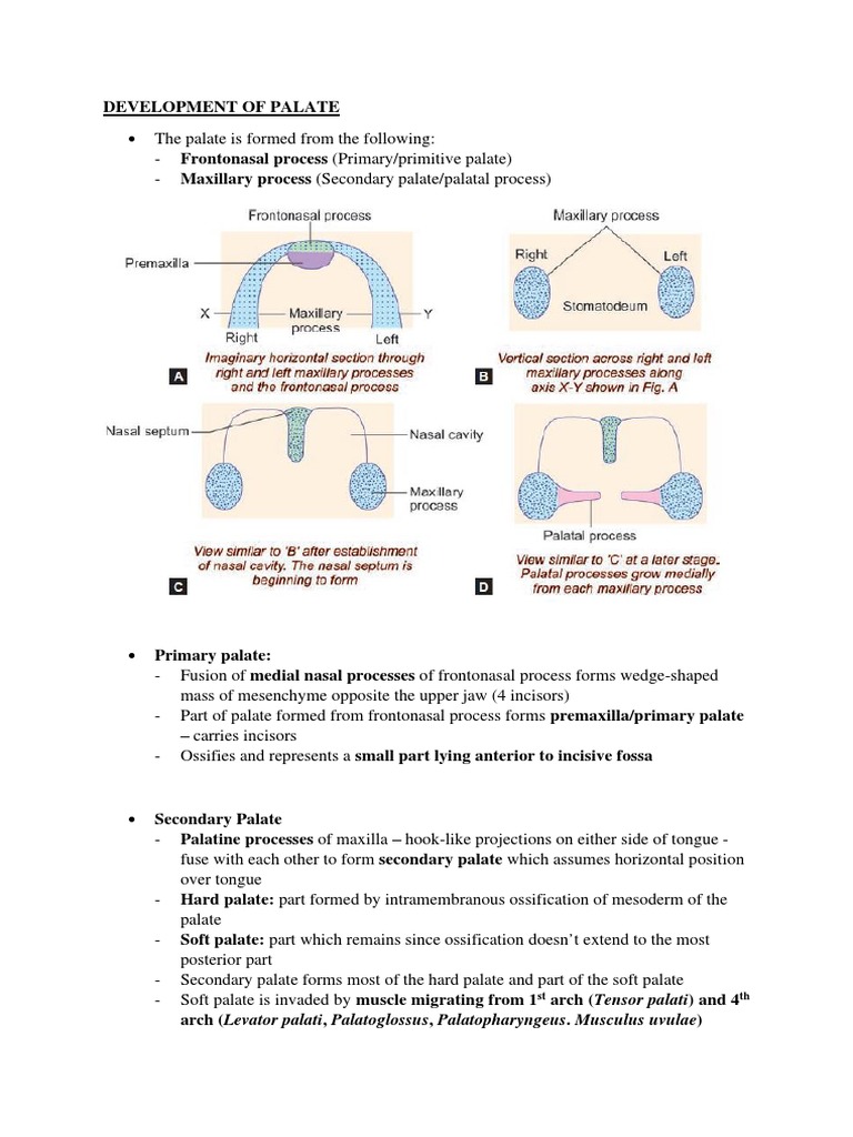 Development of Palate PDF | PDF