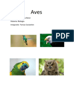 Aves.docx