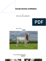 Cabras Razas