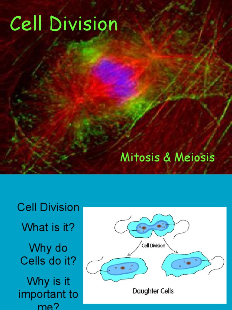 Cell Division Mitosis Meiosis PDF | PDF | Mitosis | Meiosis