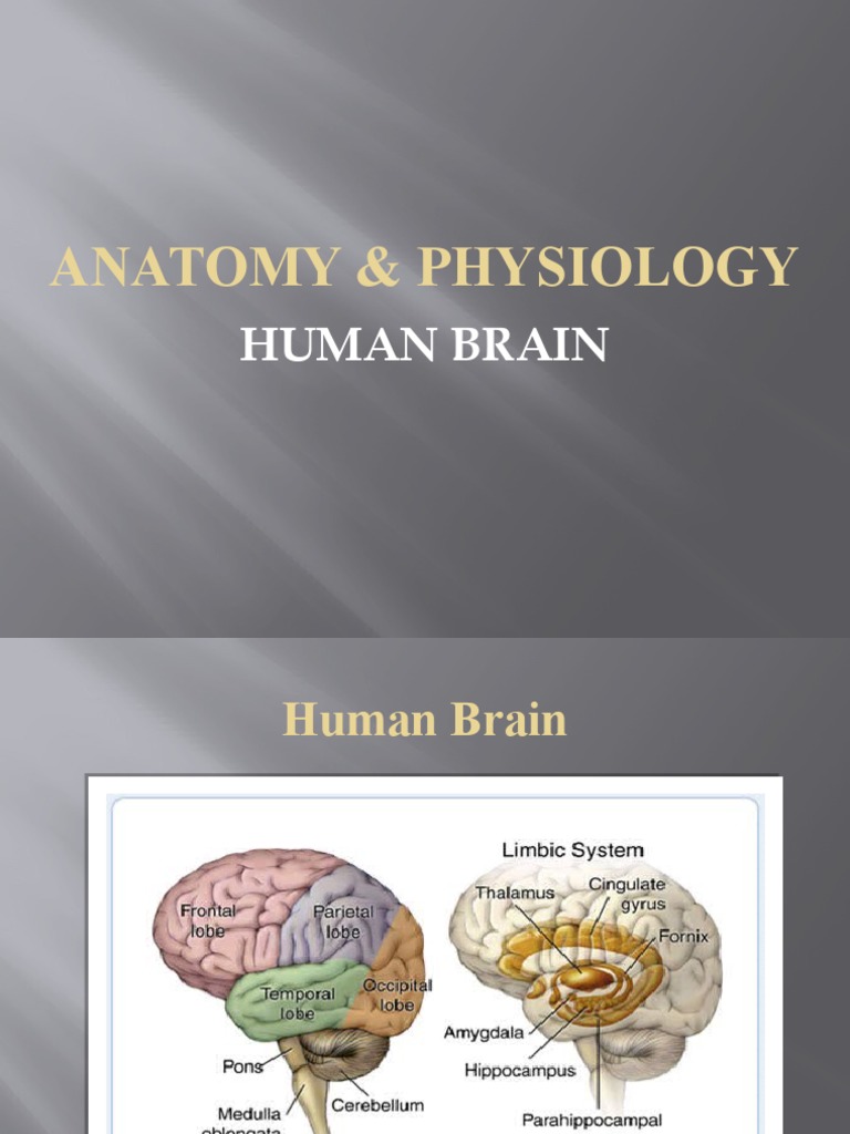 Anatomy and Physiology of the Brain | PDF | Neurotransmitter | Nature