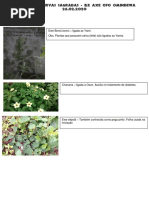 Oficina sobre Ervas Sagradas