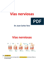 392604563-25-Vias-Nerviosas.pdf