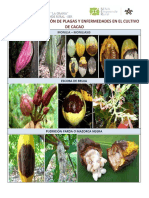 Guía de Identificación de Enfermedades en El Cultivo de Cacao