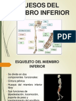 Huesos Del Miembro Inferior PDF