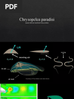 Chrysopelea