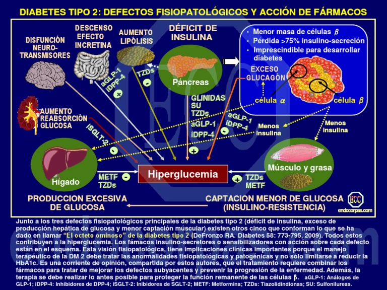 Octeto Ominoso de La Diabetes PDF PDF Diabetes Insulina