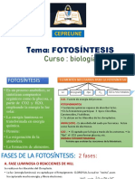 Fotosíntesis: proceso, elementos y fases