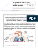 Aparato respiratorio humano