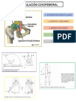 Articulación Coxofemoral