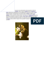 Abejas PDF