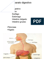F 4. Anatomía Humana