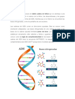 Estructura Del ADN