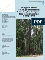 Eucalyptus Robusta Pour Une Production Durable de