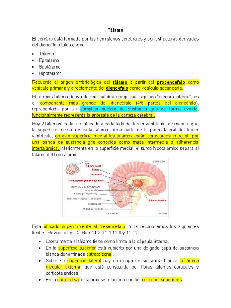 Talamo y Formacion Reticular | PDF | Tálamo | Cerebelo
