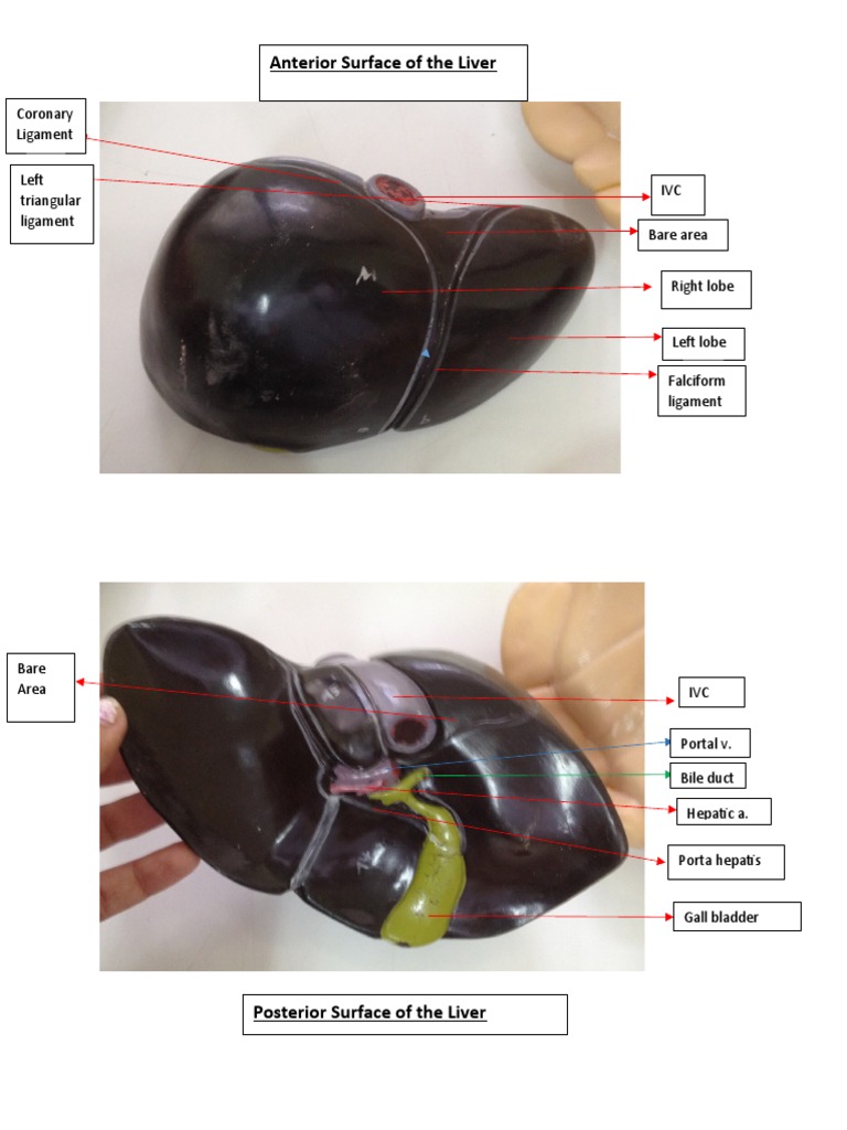 Anatomy of Liver and Intestinal Structures | PDF | Liver | Anatomy