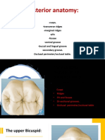 Posterior Anatomy