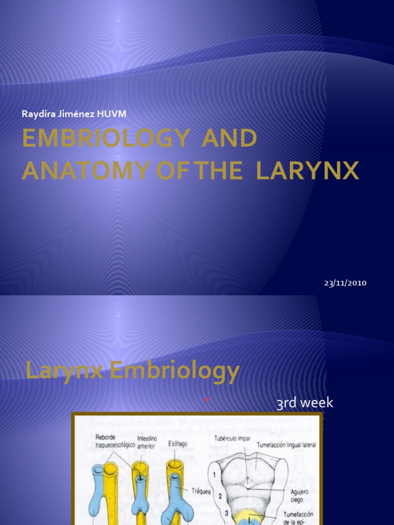 Larynx Embryology and Anatomy Overview | PDF | Larynx | Human Anatomy
