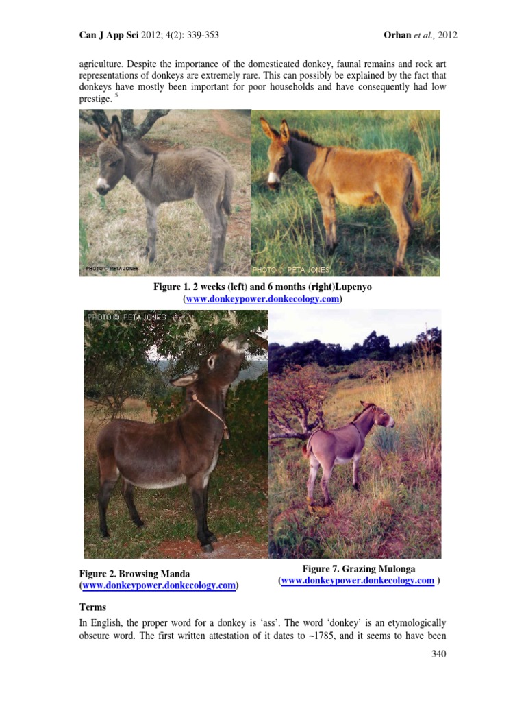 Understanding Donkeys: History and Taxonomy | PDF | Donkey | Equus
