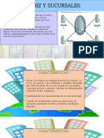 Matriz y Sucursales