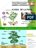 MORFOLOGÍA DE LA PAPA