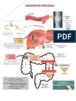 Metabolismo Hb - Bilirrubina.pdf