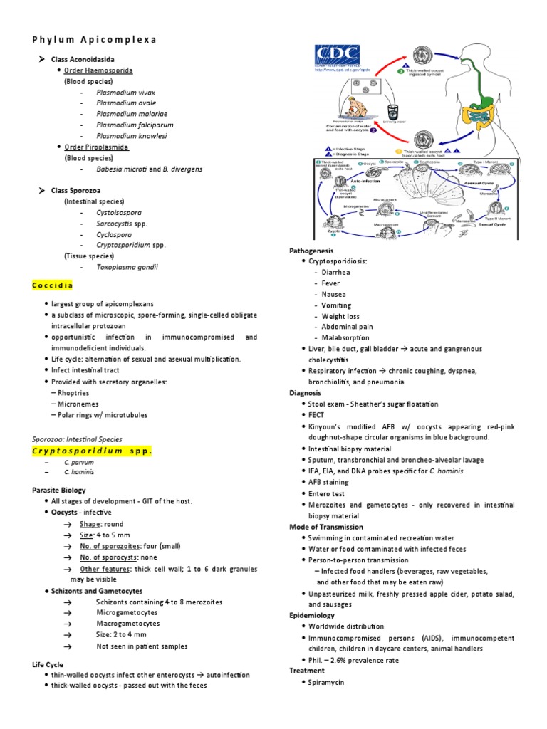 (PROTOZOANS) Phylum Apicomplexa | PDF | Malaria | Plasmodium
