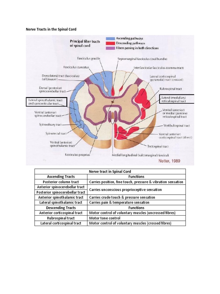 Spinal Cord Nerve Tracts Overview | PDF | Spinal Cord | Motor Neuron