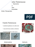 Familia Venturiaceae