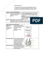 Anatomía Palpatoria Facial