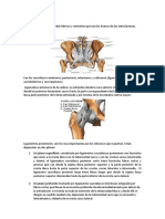 Ligamentos Cadera