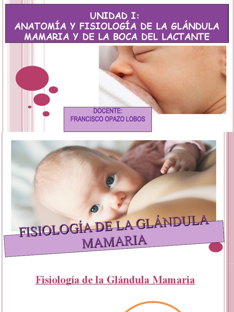 CLASE 4 FisiologÃ - A GlÃ¡ndula Mamaria - GALACTOGENESIS 2020 | PDF ...