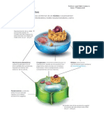 Guia N°1 - Imagenes Celulas Eucariontes y Procariontes