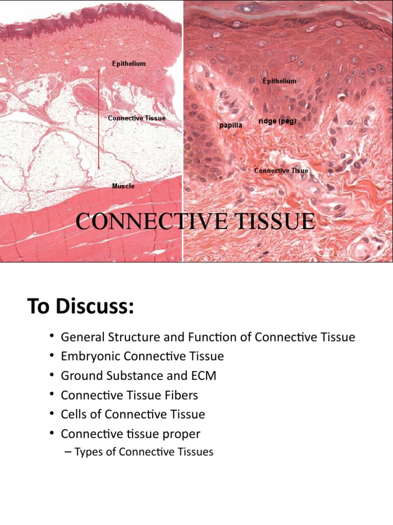 Connective Tissue: Epithelium Epithelium | PDF | Connective Tissue ...