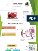 Circulacion Fetal Final