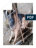 Perro Labrador Monteriano, ZINNUANO Adulto PDF