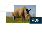 Rinoceronte Imagen
