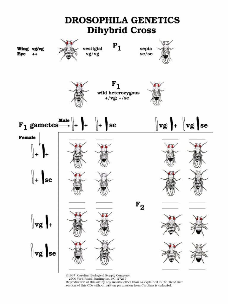 Dihybrid Cross SE | PDF