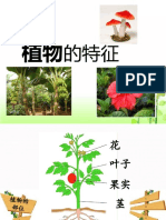 植物的特征