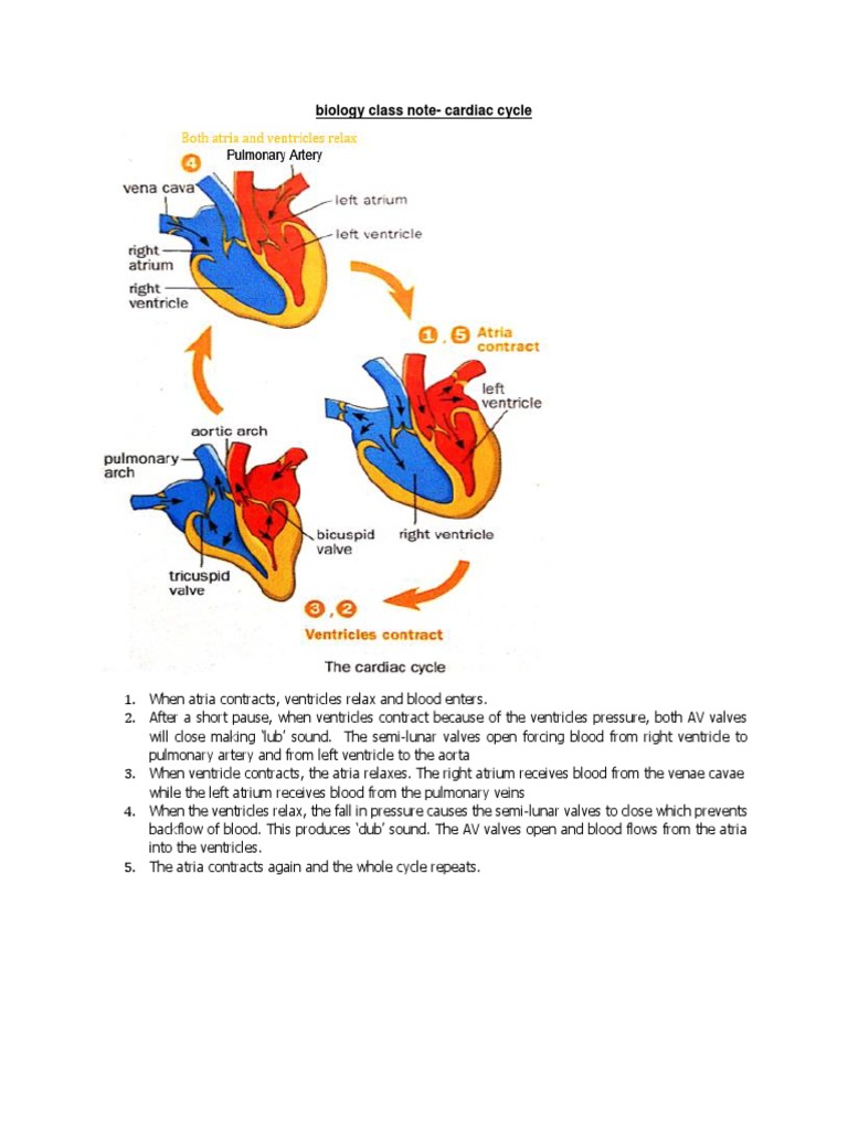 biology class note-cardiac cycle