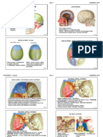 Anatomia 4 CABEZA USA PDF