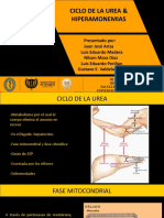 Ciclo de la urea - Hiperamonemias.pptx