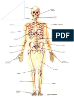 APARATO LOCOMOTOR