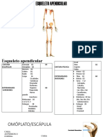 ESQUELETO APENDICULAR 