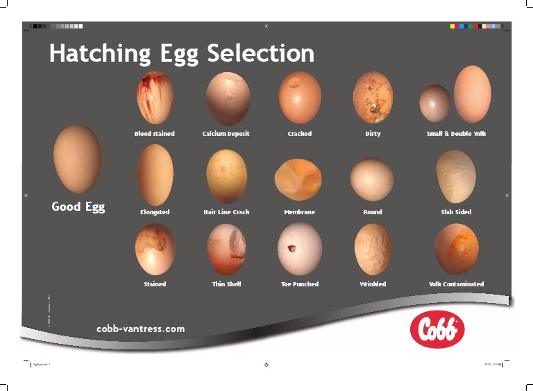Hatching Egg Selection PDF