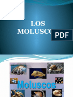 Duham Moluscos