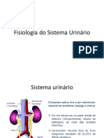 sistema urinario.pdf