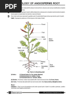 Plant Anatomy and Morphology Overview | PDF | Leaf | Plant Stem