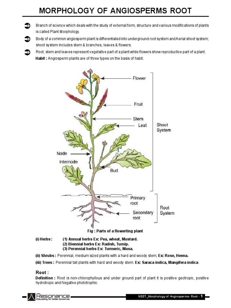 Angiosperm Root Morphology Overview | PDF | Leaf | Petal