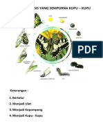 Metamorfosis Yang Sempurna Kupu